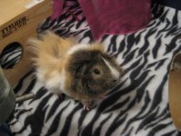 What breed is my guinea pig - floss?