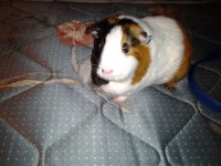 New to guinea pigs, learning quickly, need help