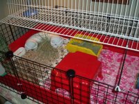 Bedding and litter box use