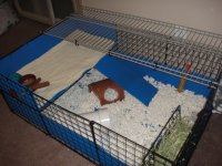 Bedding and litter box use