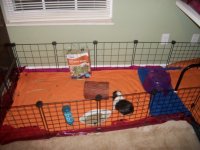 Upgraded my guinea pig room!