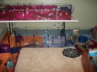 Upgraded my guinea pig room!
