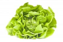 7439120-hydroponic-lettuce.jpg