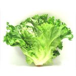 lettuce_greenleaf.jpg