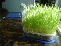 My wheat grass study and results.