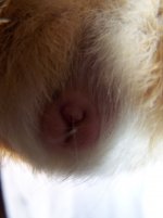 Hello: new member with question about sex of guinea pig