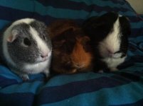 WHEEKLY! Contest: "Cute Piggy Pals" (2 pigs or more)