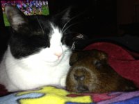 Cats and guinea pigs?