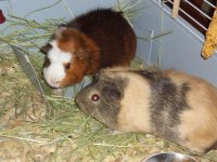 Hello, I am new to this forum and rescue Guinea Pigs and other small animals!
