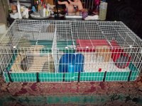 Hello, I am new to this forum and rescue Guinea Pigs and other small animals!