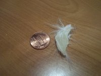 Hard thick "thing" found stuck in my piggie's hair...what is this?