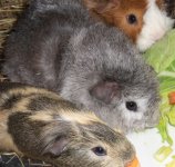 Photo of the WHEEK! Contest: "PIGGIES EATING"