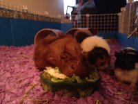 Photo of the WHEEK! Contest: "PIGGIES EATING"