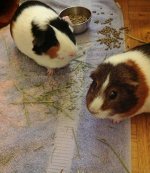WHEEKLY! Contest: "Cute Piggy Pals" (2 pigs or more)