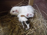 mother_guinea_pig_with_her_babies_by_kyarii_chan-d4vr3fd.jpg