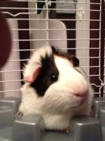 Proud new guinea pig owner!