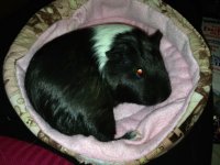 Tell me about your piggies! *Add pictures too*