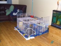 need closed cage ideas that's easy to clean