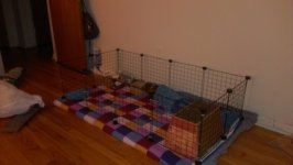 Boys new cage!
