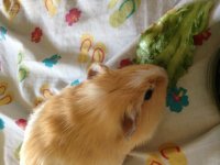Tell me about your piggies! *Add pictures too*