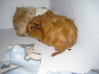 New to the world of Cavies