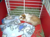 New to the world of Cavies