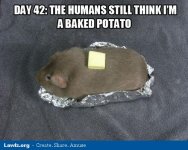 guinea-pig-meme-day-42-humans-still-think-im-a-baked-potato.jpeg