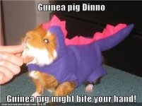 Guinea Pig Jokes? (CLEAN please!)