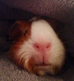 Photo of the WHEEK! Contest: Piggy Noses