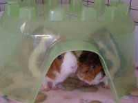 Do you use pigloos for your guinea pigs?.