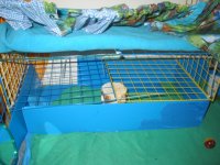 Cuddles and Buttercup's Newly Remodeled Cage !