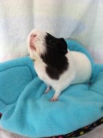Tell Me about your Piggies!