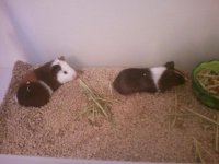 guinea pigs december 2011.jpg
