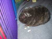 Guinea Pigs' First Day 002.jpg