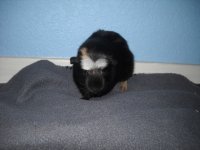 Guinea Pigs' First Day 005.jpg