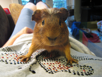 Introducing Buzzy -- a piggie with attitude!