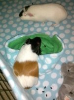 Not sure if my guinea pig is pregnant