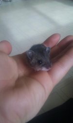 Post your mouse pictures!