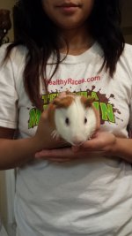 Hello New here and brand new Guinea Pig owner :)