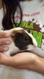 Hello New here and brand new Guinea Pig owner :)