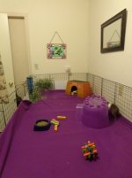 Ended up with a bunny and need some help with a guinea pig/bunny cage plan