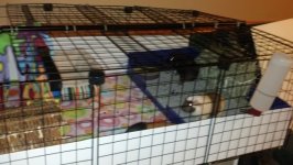 Midwest Guinea Pig Cage Advice  (pic)