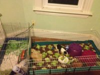 I found a use for that tiny pet store cage!