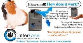 critter-zone-piggy-ad.jpg