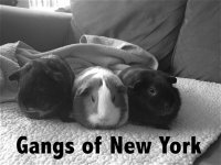 Photo of the WHEEK! Contest: Black and White Pictures of Guinea Pigs