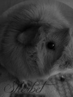 Photo of the WHEEK! Contest: Black and White Pictures of Guinea Pigs