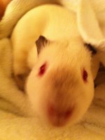 Photo of the WHEEK! Contest: Piggy Noses
