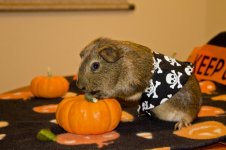 Photo of the WHEEK! Contest: Piggy Halloween Costume