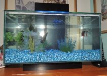 The Dilemma of Fish and Pet Stores