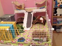 your cages for 3 PIGGIES